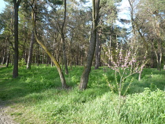 Prunus persica persica