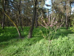 Prunus persica persica
