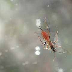 Ischnus inquisitorius