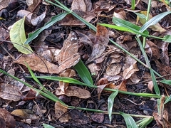 Junonia natalica natalica