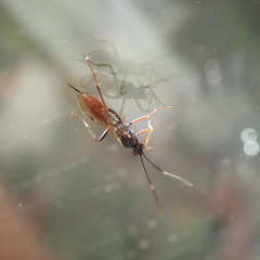 Ischnus inquisitorius