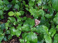 Junonia natalica natalica