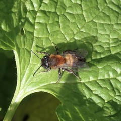 Andrena synadelpha