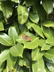 Pararge aegeria