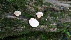 Truncospora wisconsinensis