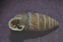 Abida secale