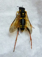 Macrophya postica