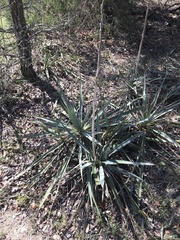 Yucca pallida