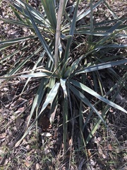 Yucca pallida