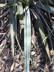 Yucca pallida