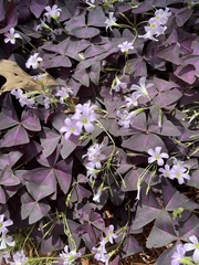 Oxalis triangularis