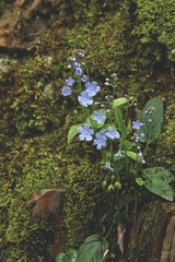 Omphalodes cappadocica