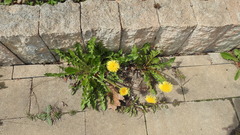 Taraxacum