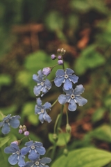 Omphalodes cappadocica