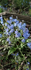 Omphalodes cappadocica