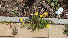 Taraxacum