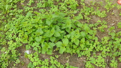 Urtica dioica