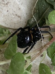 Steatoda paykulliana