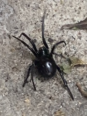 Steatoda paykulliana