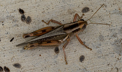Melanoplus packardii