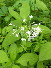 Valeriana pauciflora