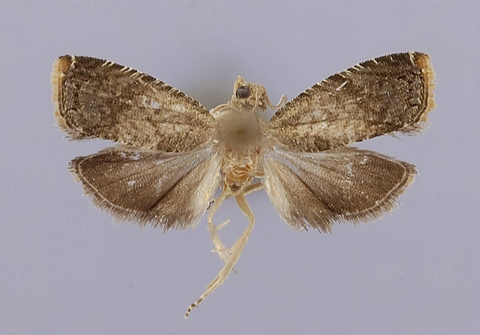 Acanthoclita