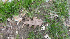 Quercus rubra