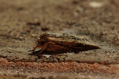 Lithophane hemina