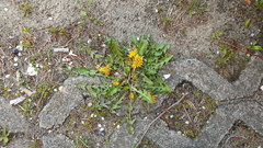 Taraxacum