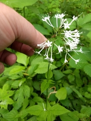 Valeriana pauciflora
