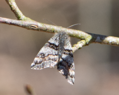 Archiearinae