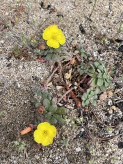 Camissoniopsis cheiranthifolia cheiranthifolia