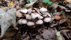 Britzelmayria multipedata