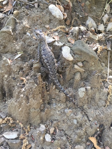 iNaturalist observation photo of Western Fence Lizard