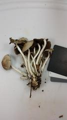 Britzelmayria multipedata