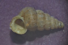 Cochlostoma septemspirale