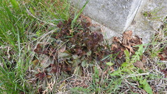 Ajuga reptans