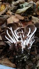 Britzelmayria multipedata