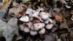 Britzelmayria multipedata