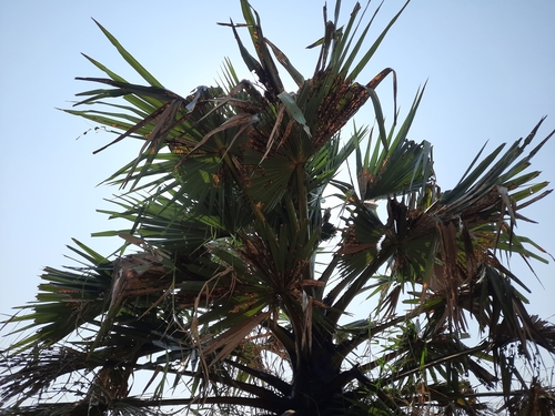 Asian Palmyra Palm