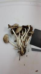 Britzelmayria multipedata