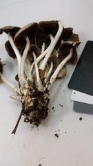 Britzelmayria multipedata