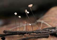 Marasmius felix
