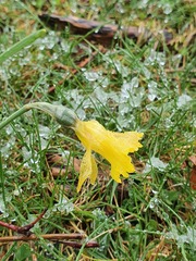 Narcissus minor asturiensis