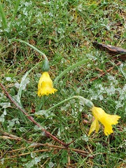 Narcissus minor asturiensis