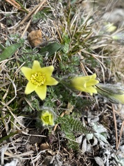 Pulsatilla albana