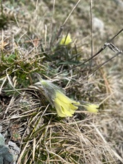 Pulsatilla albana