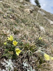 Pulsatilla albana