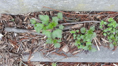 Urtica dioica