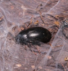 Nalassus dermestoides